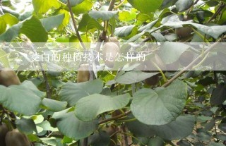 茭白的种植技术是怎样的