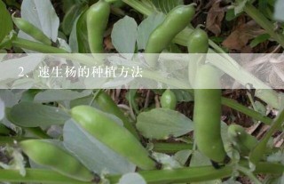 速生杨的种植方法