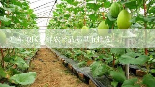 广东地区生鲜农产品哪里有批发？