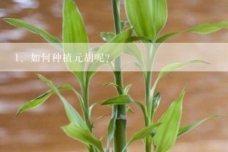 如何种植元胡呢？