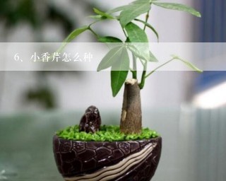 小香芹怎么种