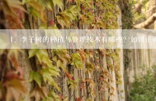 李子树的种植与管理技术有哪些？如何正确的进行种植