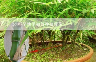 cctv7旱地里如何种植莲菜