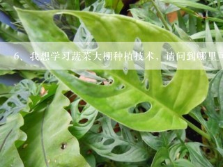 我想学习蔬菜大棚种植技术，请问到哪里可以学习？