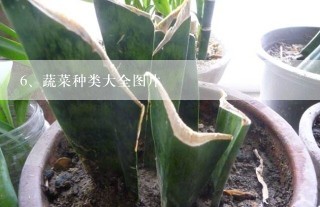 蔬菜种类大全图片