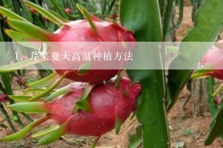 芹菜夏天高温种植方法