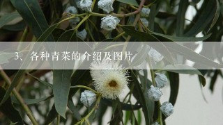 各种青菜的介绍及图片