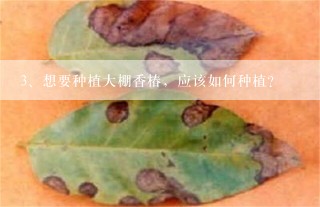 想要种植大棚香椿，应该如何种植？