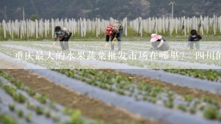 重庆最大的水果蔬菜批发市场在哪里？ 四川的水果和