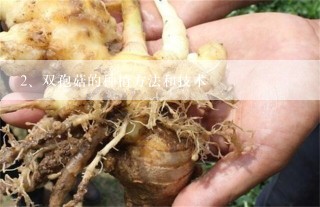 双孢菇的种植方法和技术