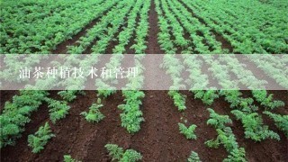 油茶种植技术和管理