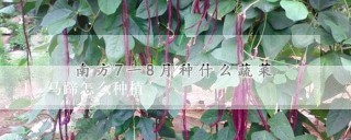 马蹄怎么种植