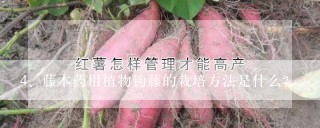 藤本药用植物钩藤的栽培方法是什么？