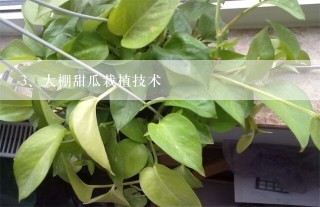 大棚甜瓜栽植技术