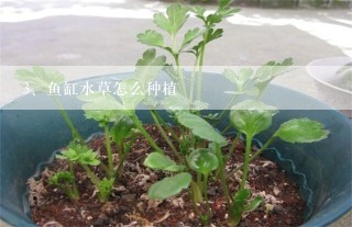 鱼缸水草怎么种植