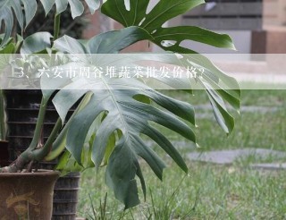 六安市周谷堆蔬菜批发价格？