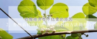 杏鲍菇种植方法 杏鲍菇种植方法简单介绍