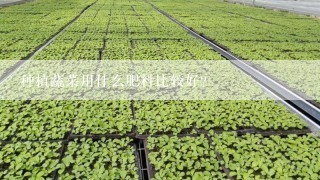 种植蔬菜用什么肥料比较好？