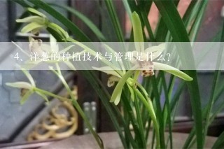 洋葱的种植技术与管理是什么？