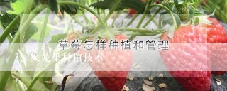 火龙果种植技术