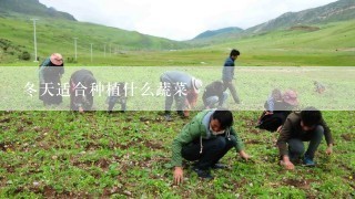 冬天适合种植什么蔬菜