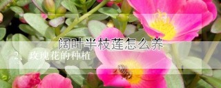 玫瑰花的种植