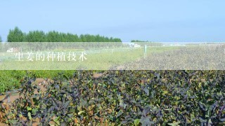 生姜的种植技术