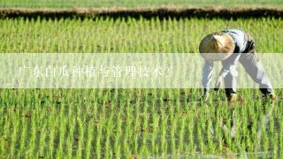 广东白瓜种植与管理技术？