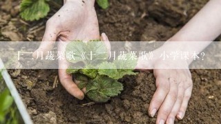 十二月蔬菜歌《十二月蔬菜歌》小学课本？