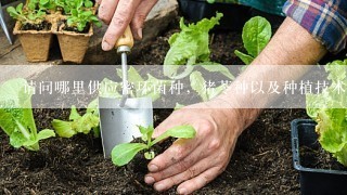 请问哪里供应密环菌种，猪苓种以及种植技术。合作也可以。