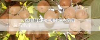 蔬菜名字