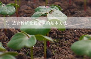 适合种植盆栽苹果的基本方法