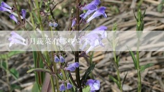 11月蔬菜有哪些应季