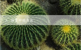 油菜种植方法