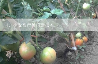 小麦高产种植新技术