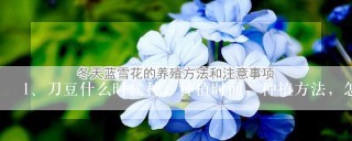 刀豆什么时候种，种植时间，种植方法，怎么施肥，施