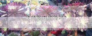 毛芹菜的种植技术视频
