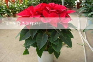 冬芹菜怎样种？