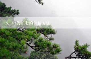 中药三七的种植方法