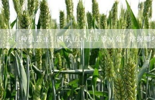 种植芸豆、四季豆、豇豆等豆角，掌握哪些小技巧，才