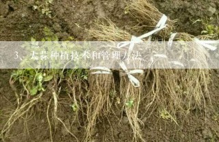 大蒜种植技术和管理方法