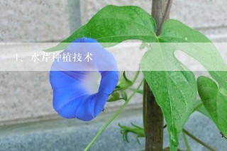 水芹种植技术