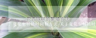 夏花生种植时间和方法 关于夏花生种植时间和方法