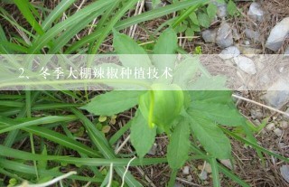 冬季大棚辣椒种植技术