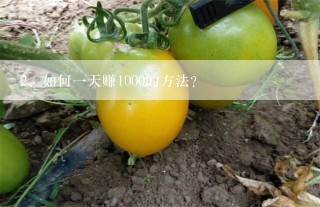 如何一天赚1000的方法？