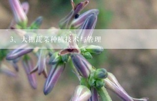 大棚蔬菜种植技术与管理