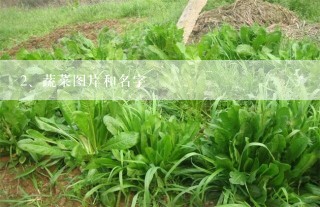 蔬菜图片和名字