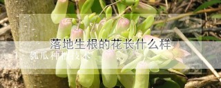 瓠瓜种植技术