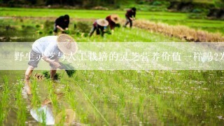 野生灵芝与人工栽培的灵芝营养价值一样吗?为什么?