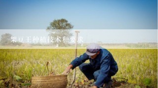 架豆王种植技术和要求